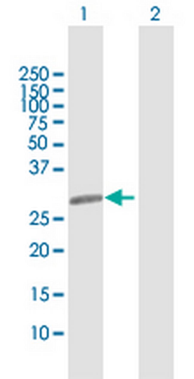 LIN28 Antibody in Western Blot (WB)