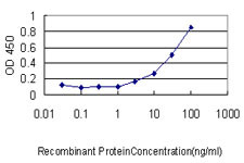 GSDMD Antibody in ELISA (ELISA)