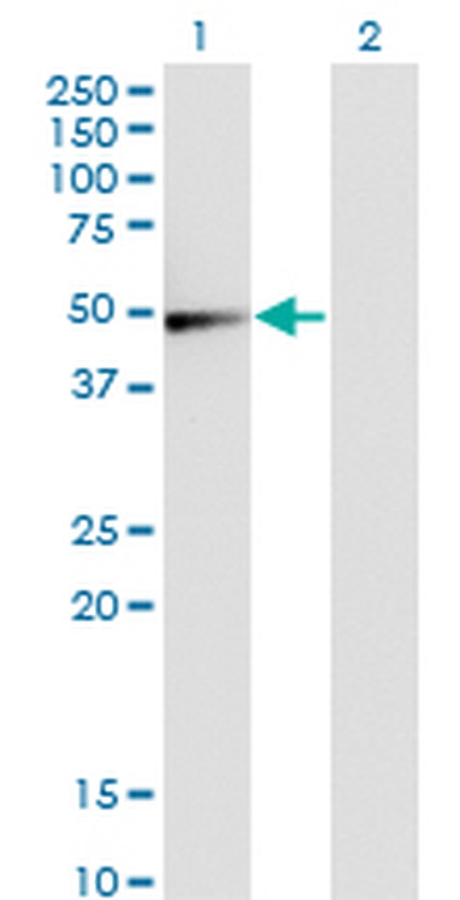 GSDMD Antibody in Western Blot (WB)