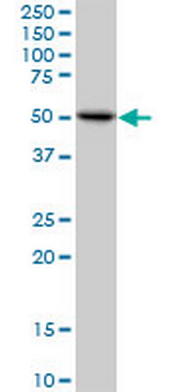 ZBTB3 Antibody in Western Blot (WB)