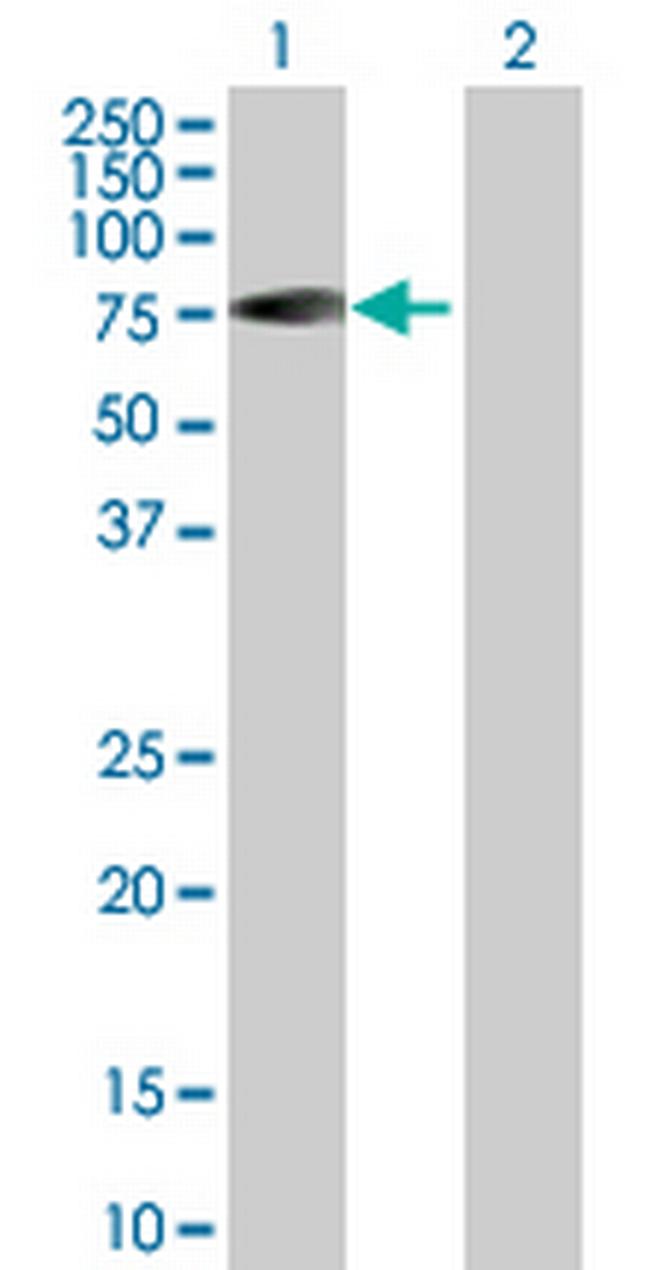 RABEP2 Antibody in Western Blot (WB)