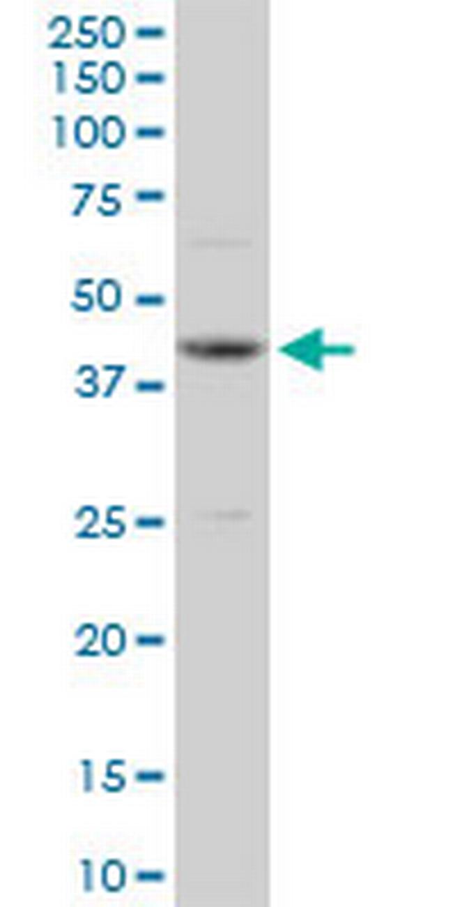 OBFC1 Antibody in Western Blot (WB)