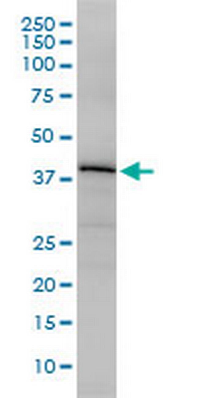 OBFC1 Antibody in Western Blot (WB)