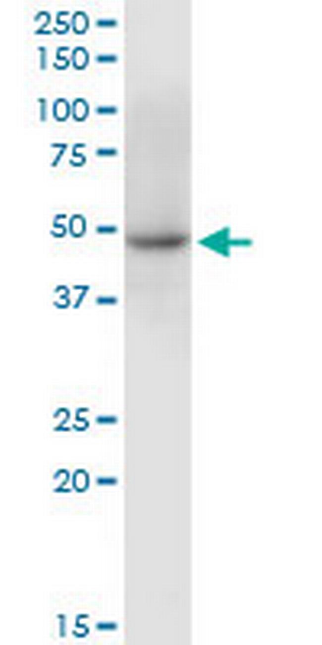 C10orf97 Antibody in Western Blot (WB)