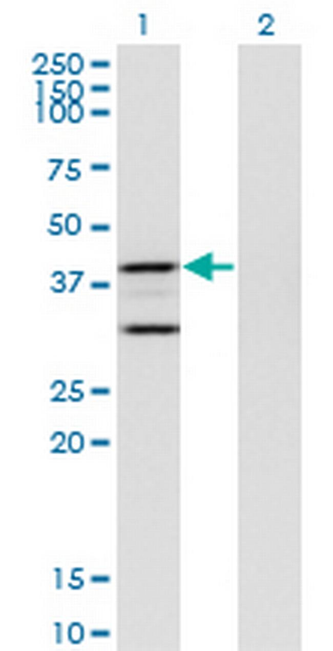 PTGES2 Antibody in Western Blot (WB)