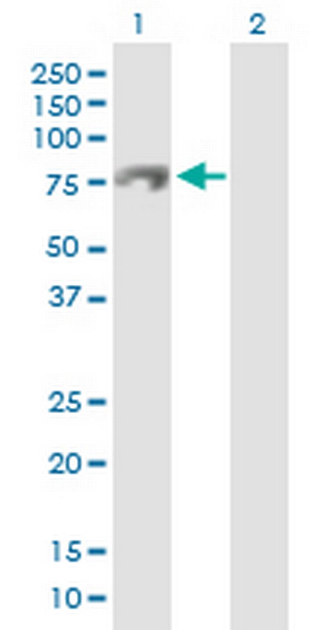 C13orf18 Antibody in Western Blot (WB)