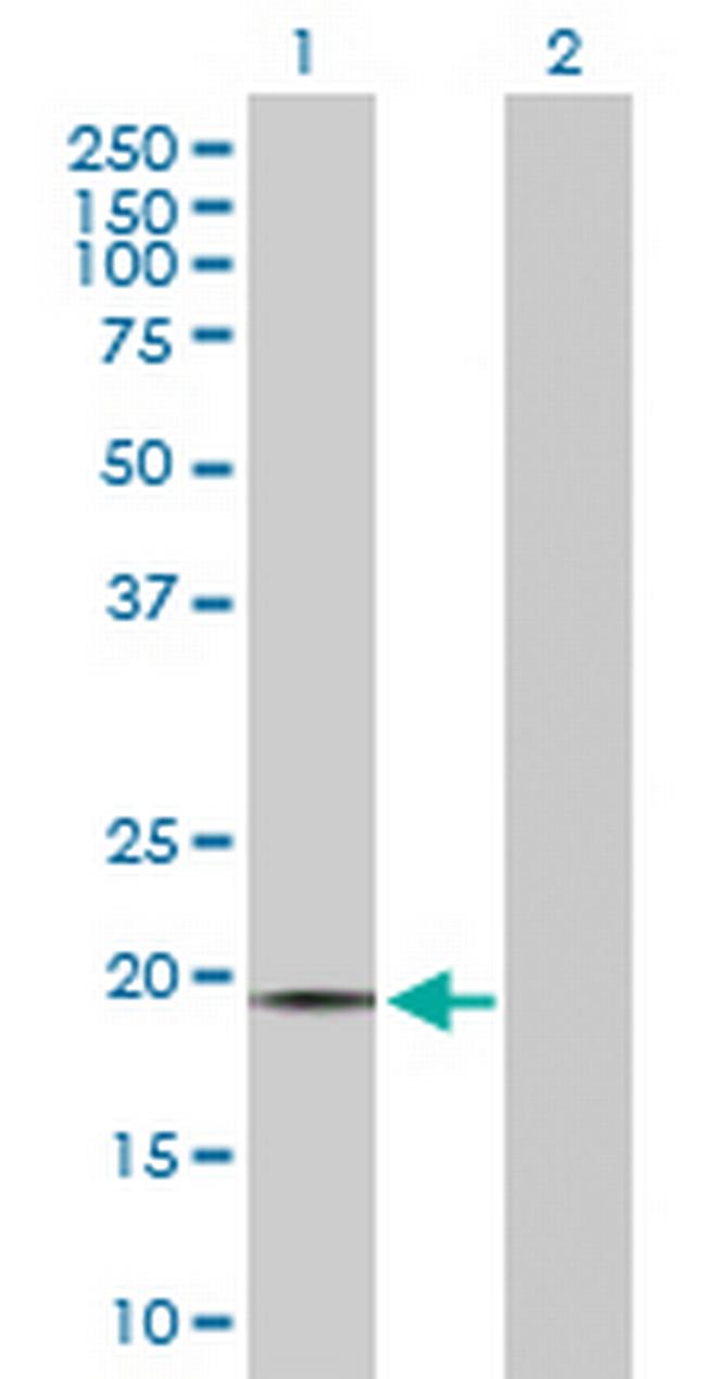 OPA3 Antibody in Western Blot (WB)