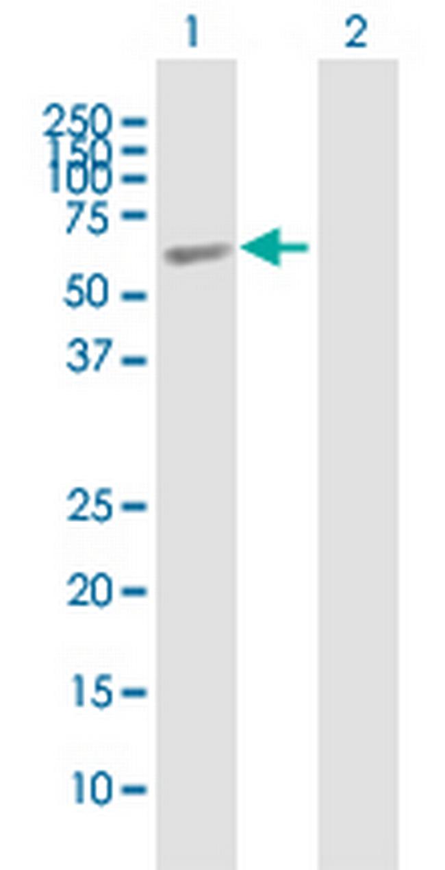 ELL3 Antibody in Western Blot (WB)