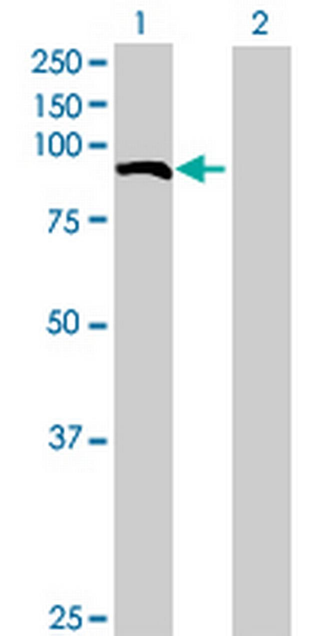 EFHC2 Antibody in Western Blot (WB)