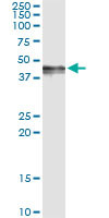 PDGFD Antibody in Immunoprecipitation (IP)