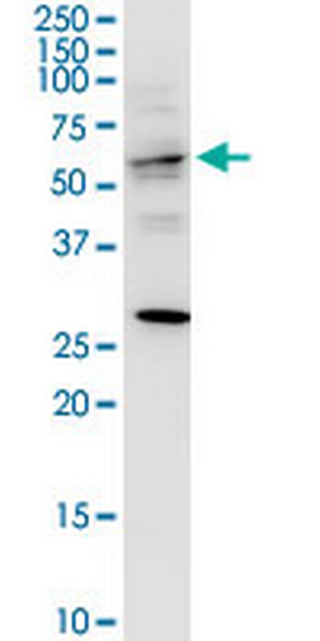 TRAF3IP3 Antibody in Western Blot (WB)