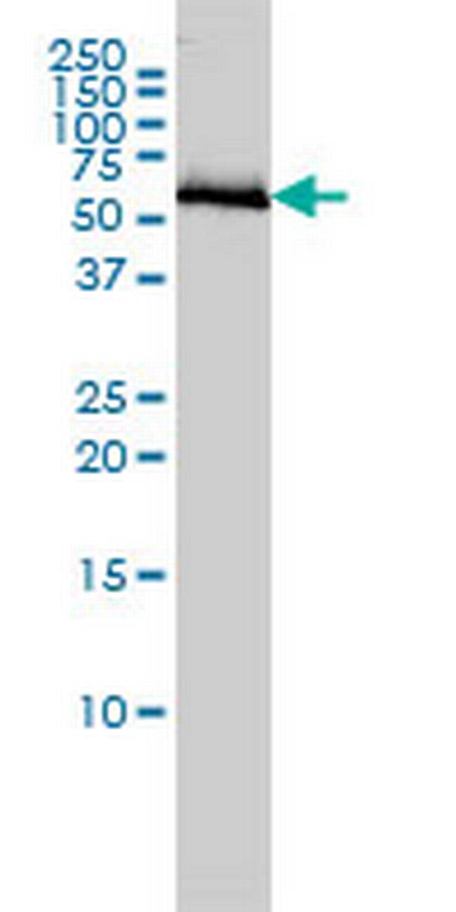 COASY Antibody in Western Blot (WB)