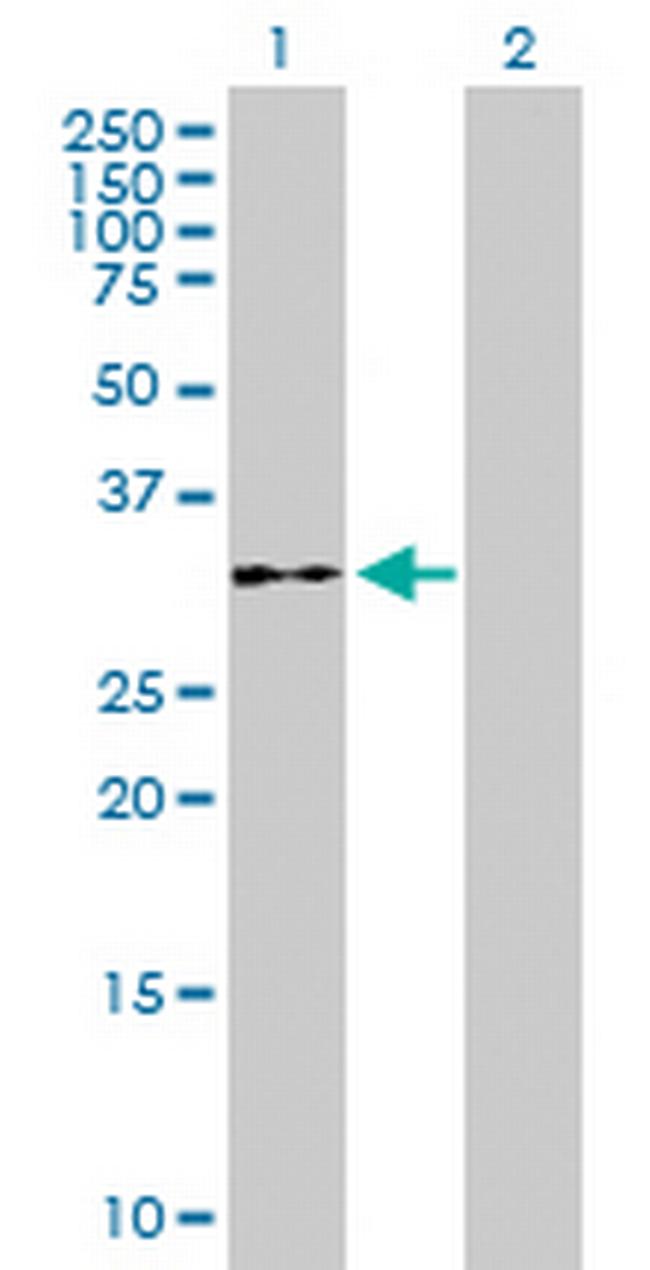 WDR61 Antibody in Western Blot (WB)