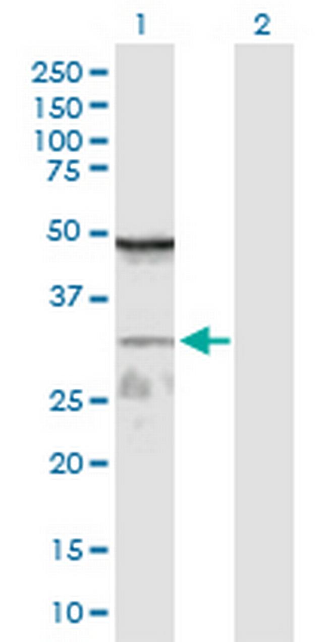 WDR61 Antibody in Western Blot (WB)