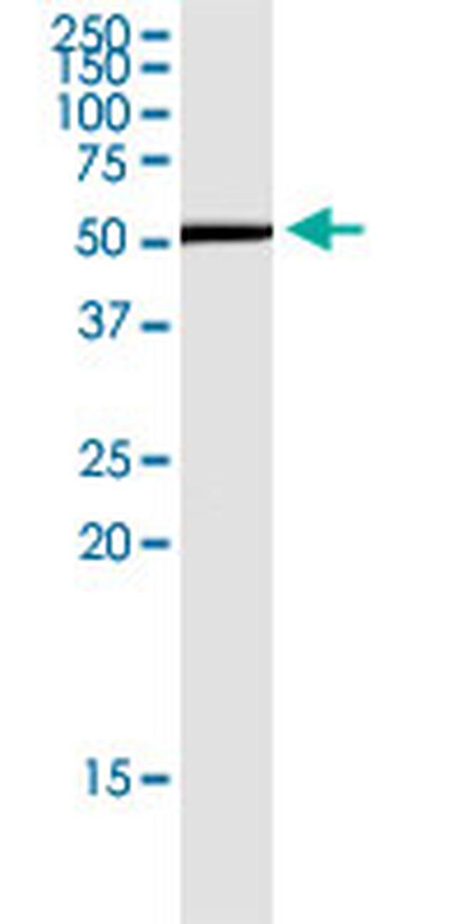 CD276 Antibody in Western Blot (WB)