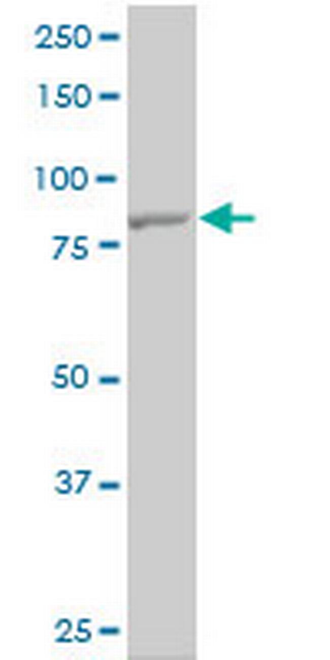 TLR10 Antibody in Western Blot (WB)