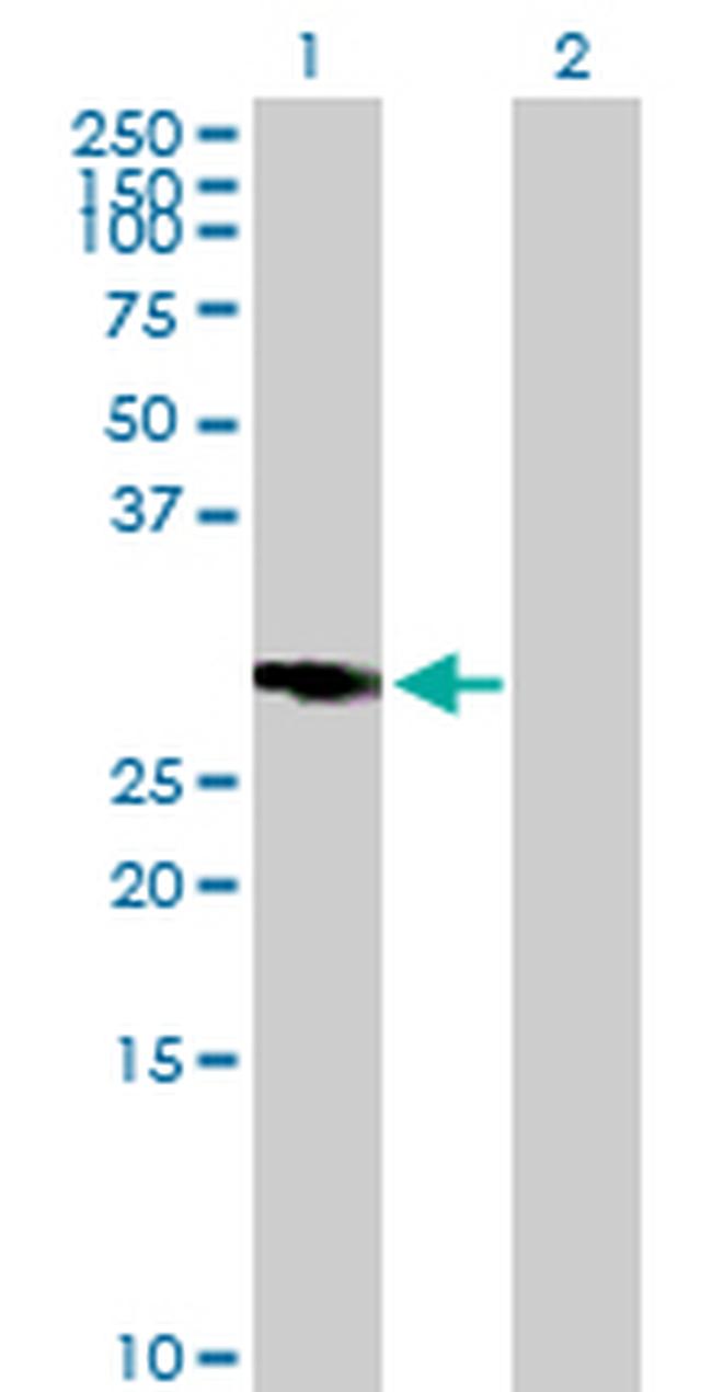 RASSF5 Antibody in Western Blot (WB)