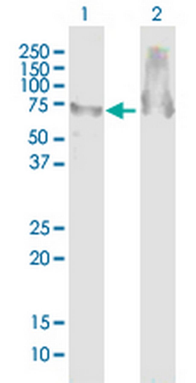 ATAD3B Antibody in Western Blot (WB)