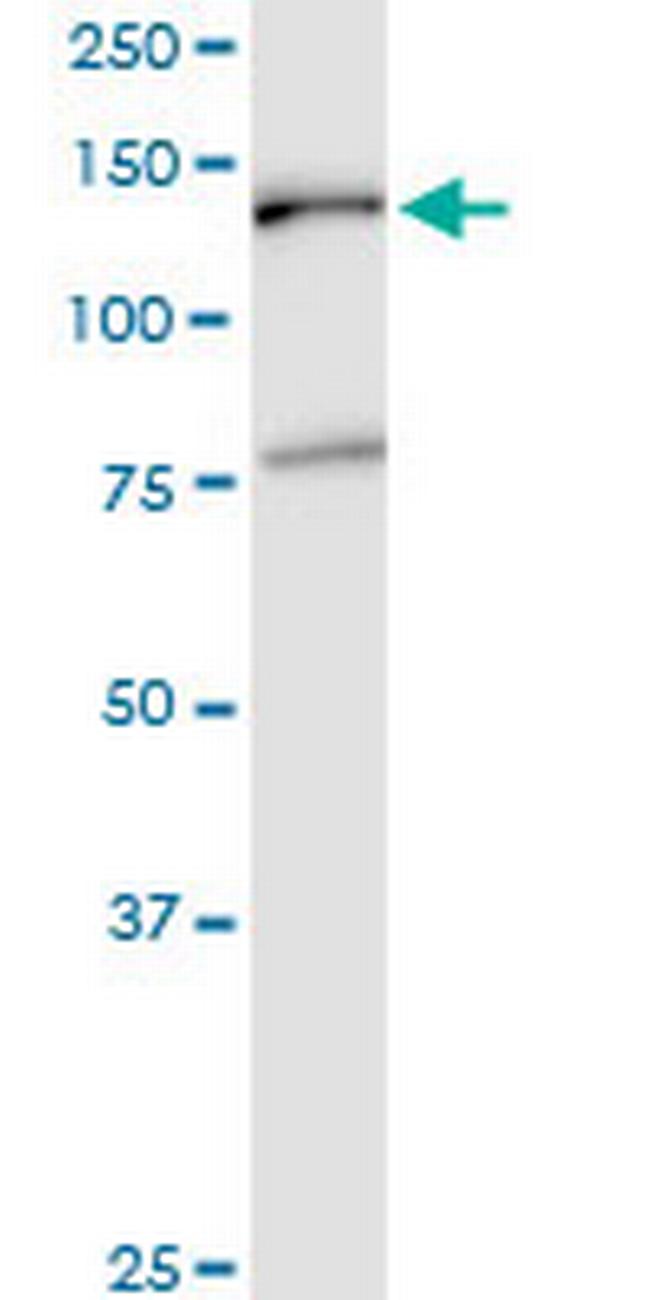 EMILIN2 Antibody in Western Blot (WB)