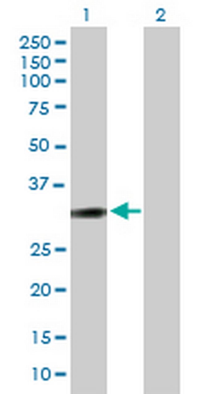 PPP1R1B Antibody in Western Blot (WB)
