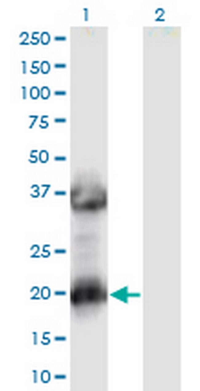 MAF1 Antibody in Western Blot (WB)