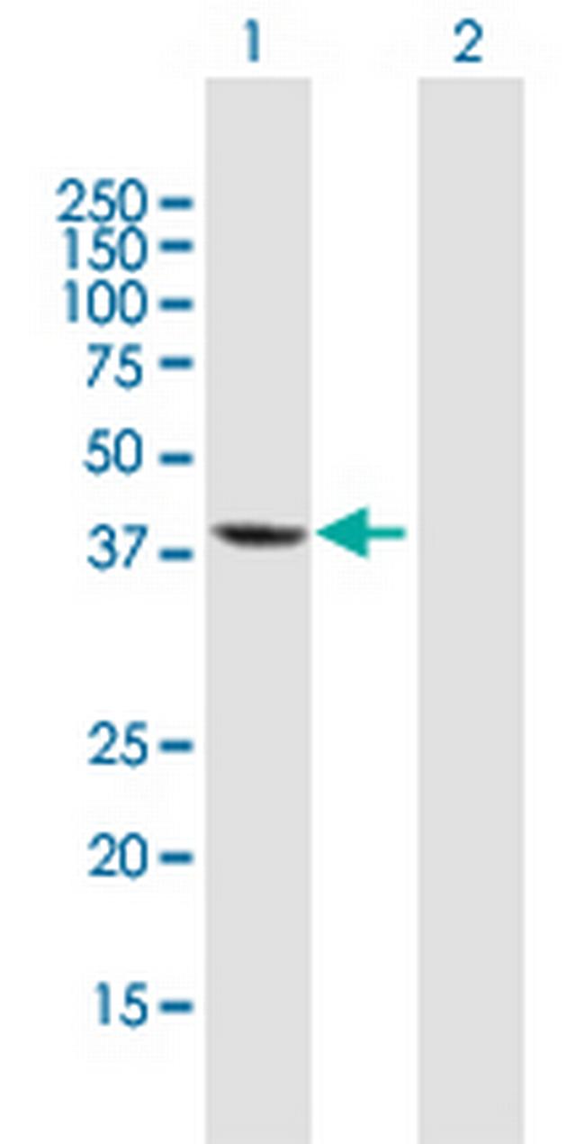 MGC3207 Antibody in Western Blot (WB)