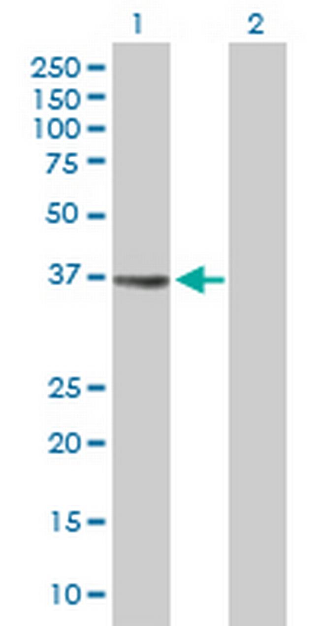 MGC3207 Antibody in Western Blot (WB)