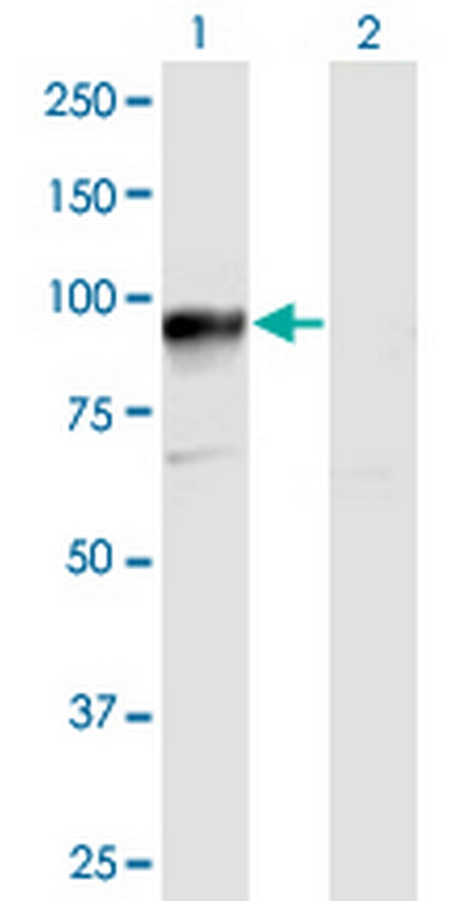 HOOK3 Antibody in Western Blot (WB)