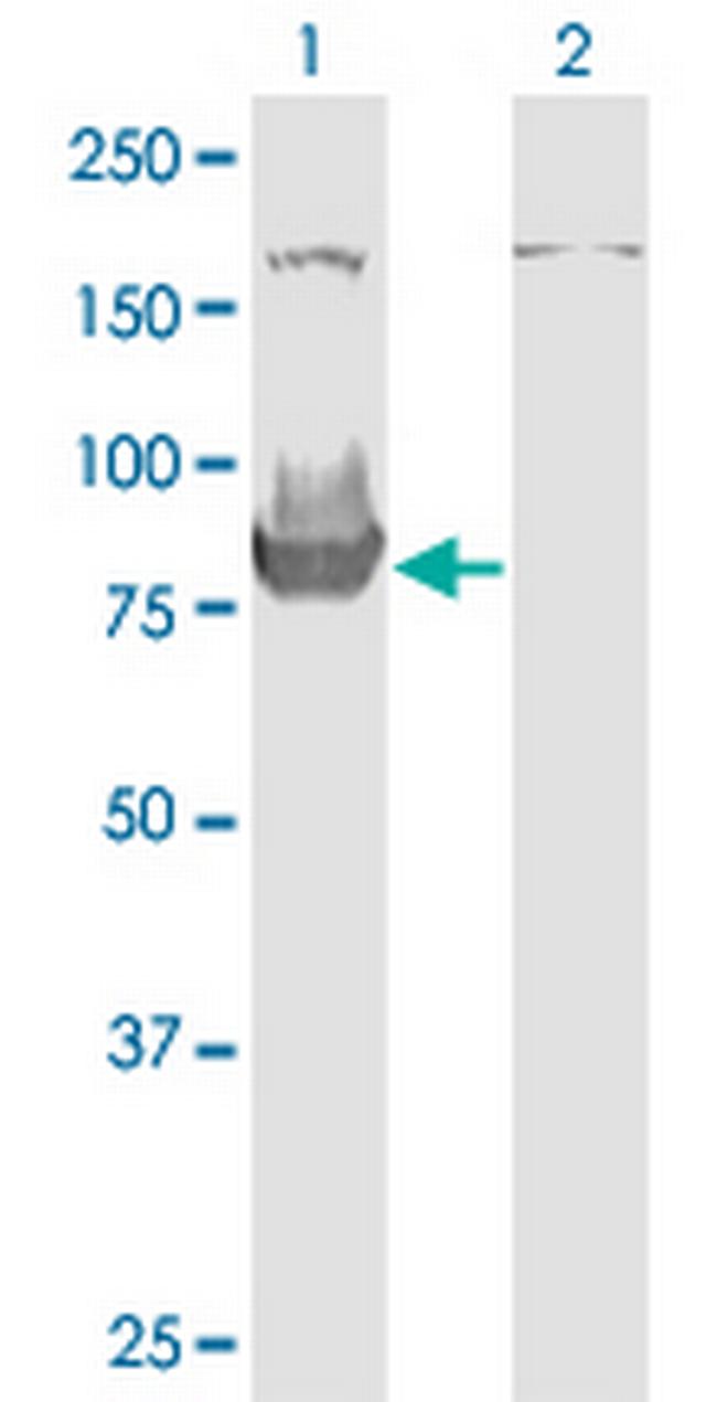 HOOK3 Antibody in Western Blot (WB)