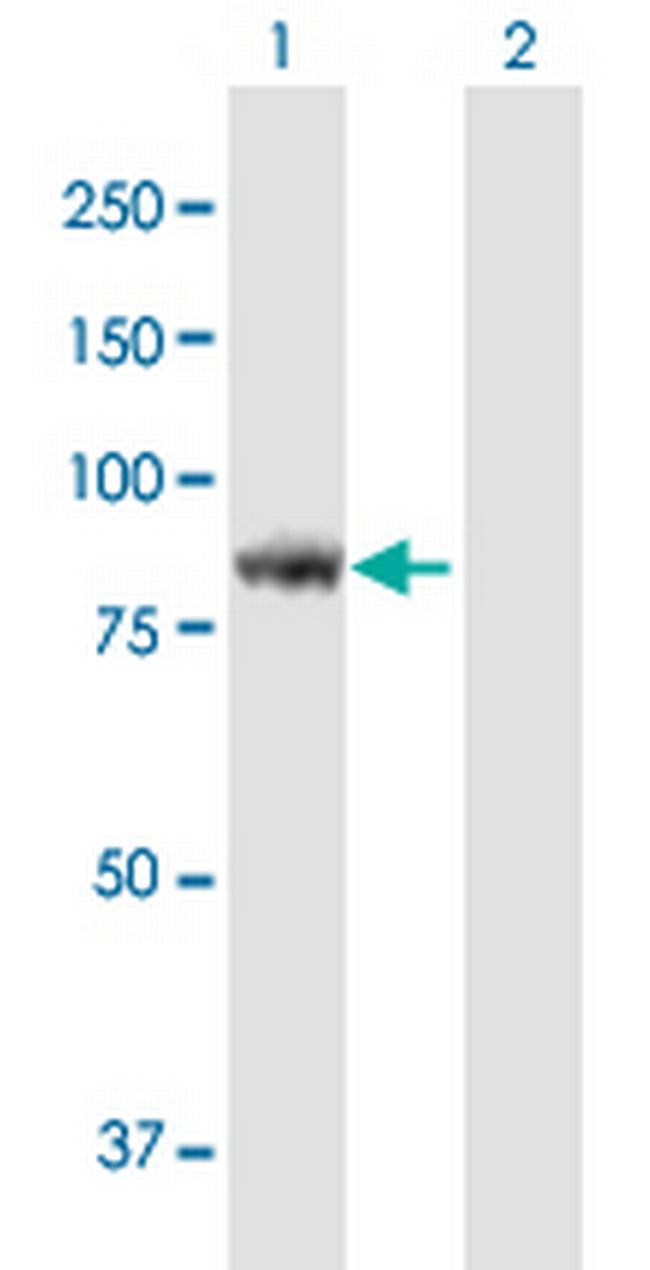 KIAA1841 Antibody in Western Blot (WB)