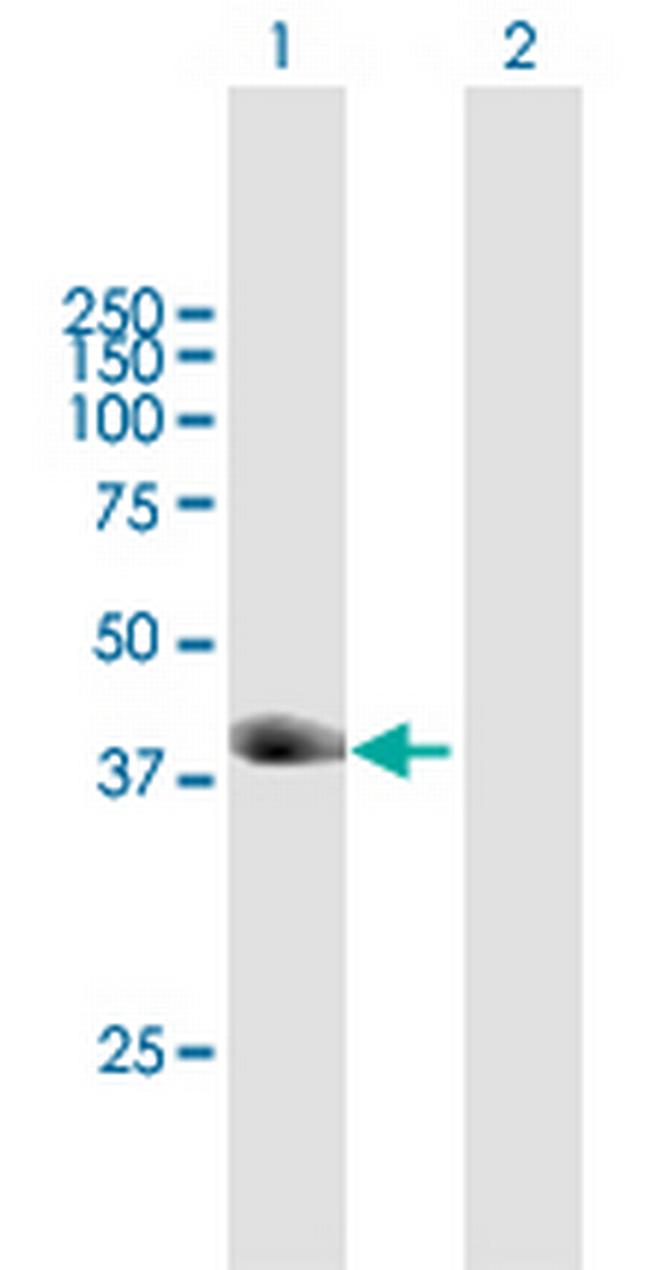 TRIM63 Antibody in Western Blot (WB)