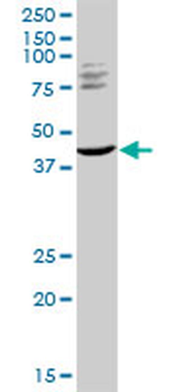 TRIM63 Antibody in Western Blot (WB)