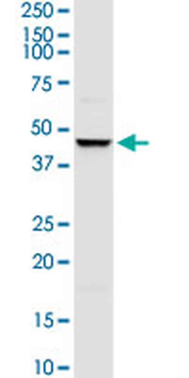 TRIM63 Antibody in Western Blot (WB)