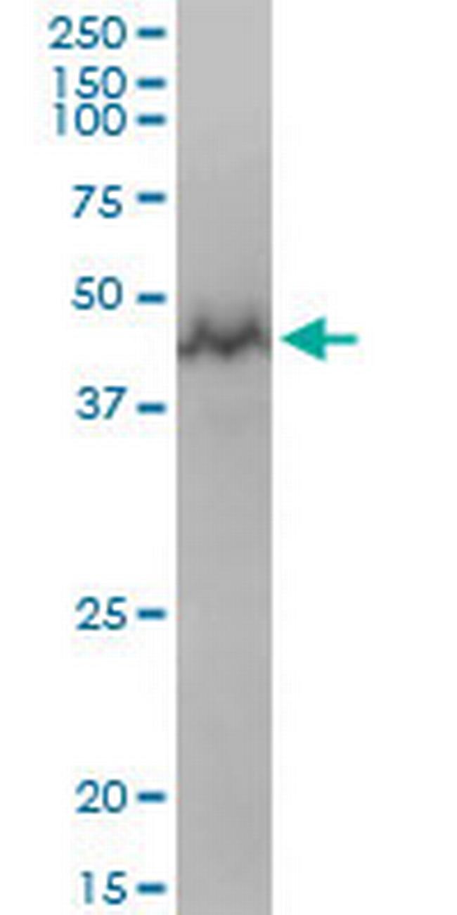 GTPBP3 Antibody in Western Blot (WB)