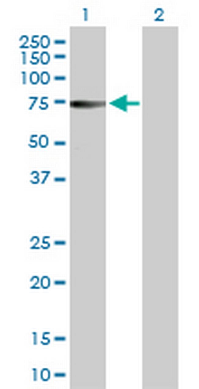 ZNF503 Antibody in Western Blot (WB)