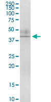 AIFM2 Antibody in Immunoprecipitation (IP)