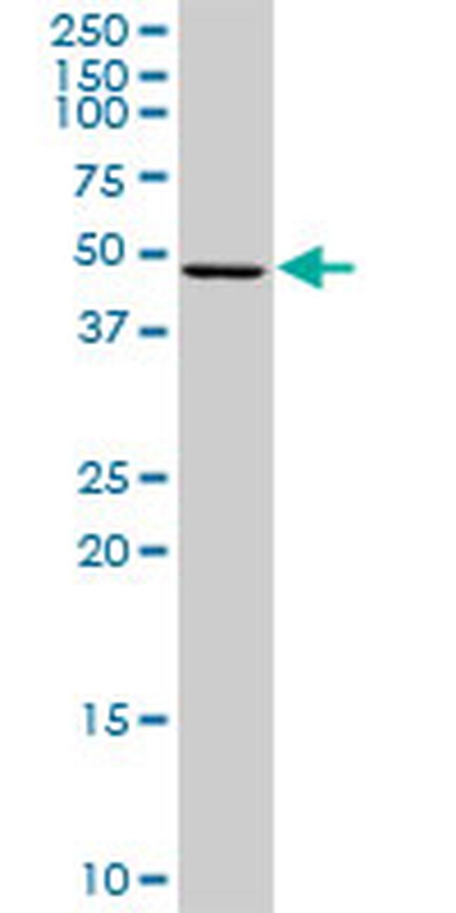 AIFM2 Antibody in Western Blot (WB)