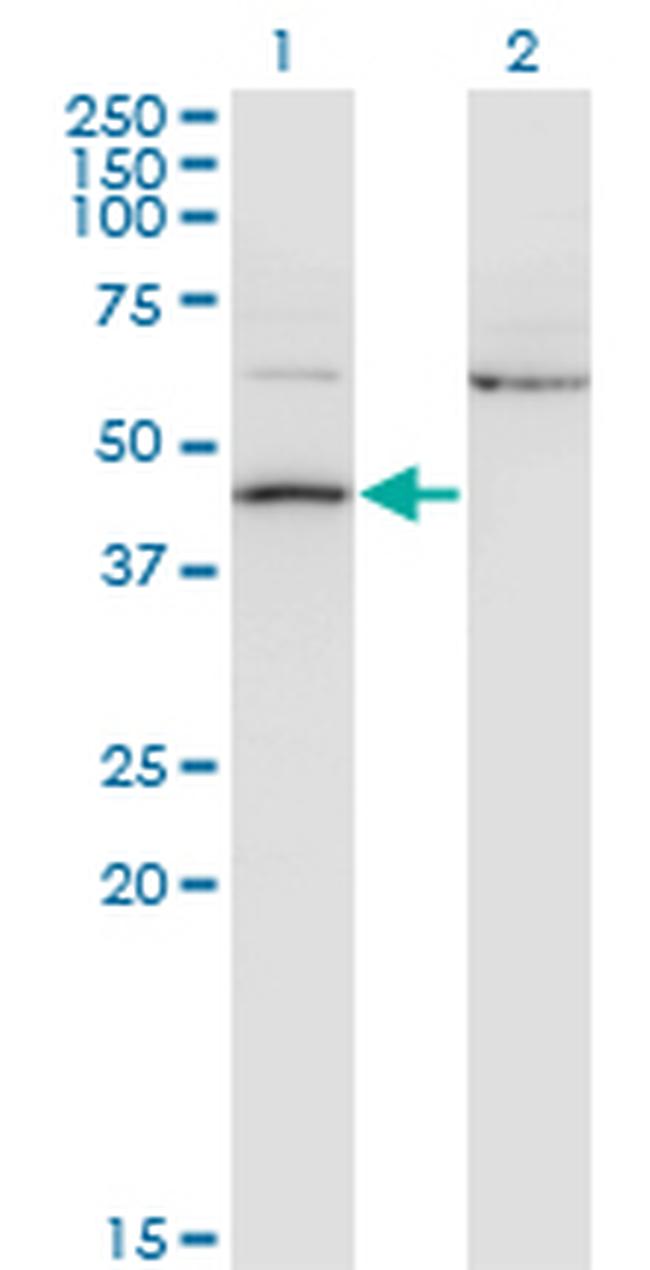 AIFM2 Antibody in Western Blot (WB)