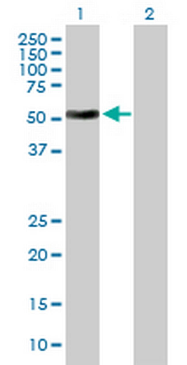 ATG4C Antibody in Western Blot (WB)