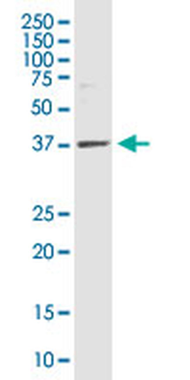 WDR73 Antibody in Western Blot (WB)