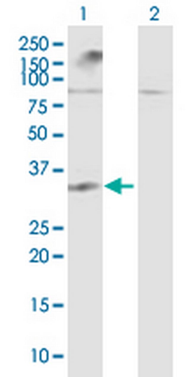 LGALS12 Antibody in Western Blot (WB)