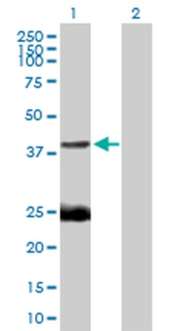 EAF1 Antibody in Western Blot (WB)