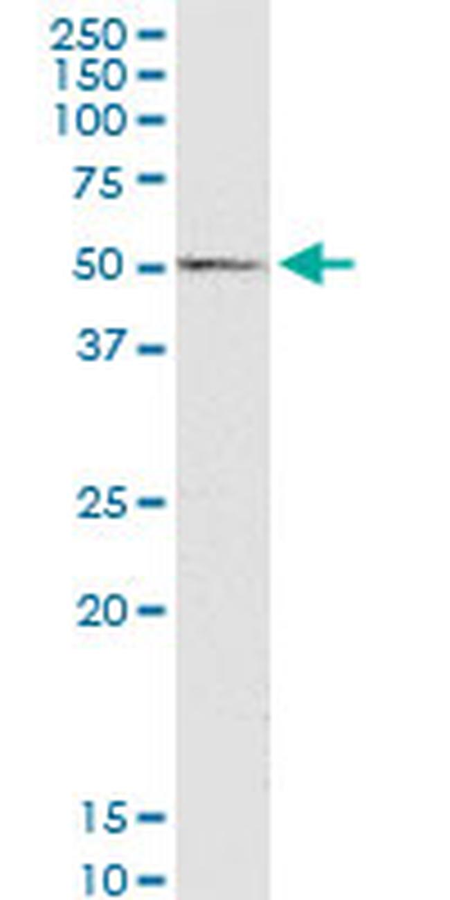 WNT3A Antibody in Western Blot (WB)