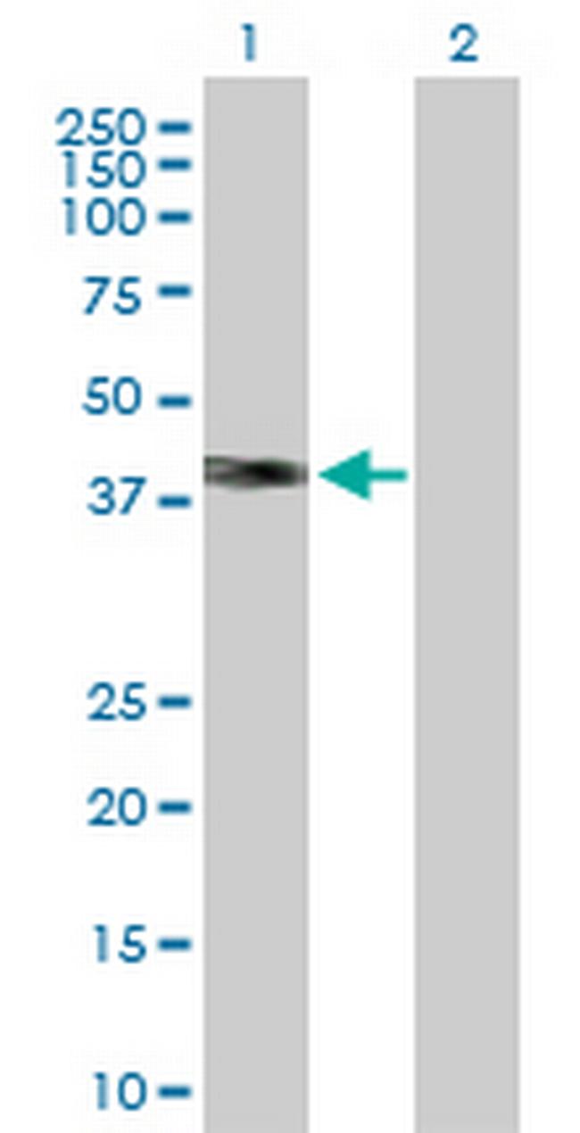 WNT3A Antibody in Western Blot (WB)