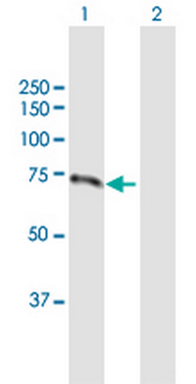 LMLN Antibody in Western Blot (WB)