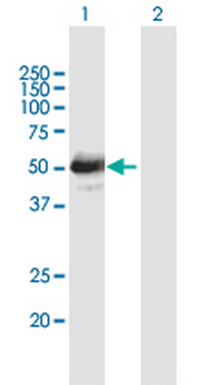 LHX4 Antibody in Western Blot (WB)