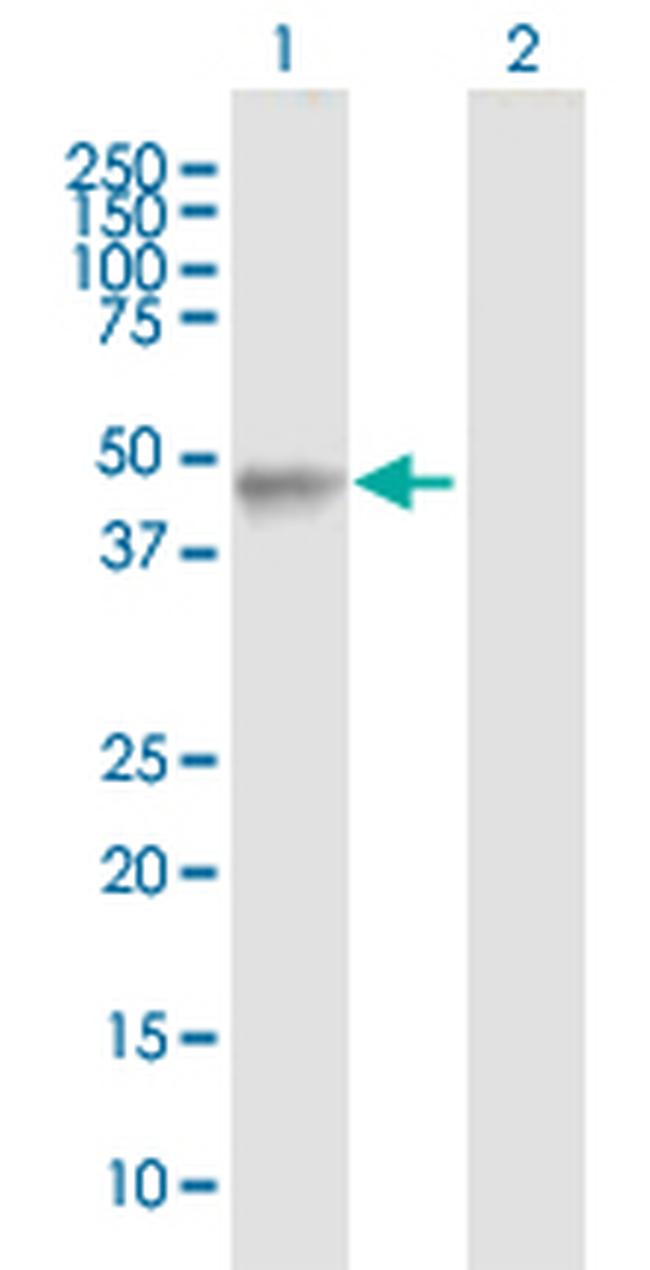 LHX4 Antibody in Western Blot (WB)