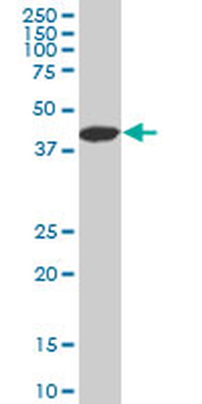 LHX4 Antibody in Western Blot (WB)