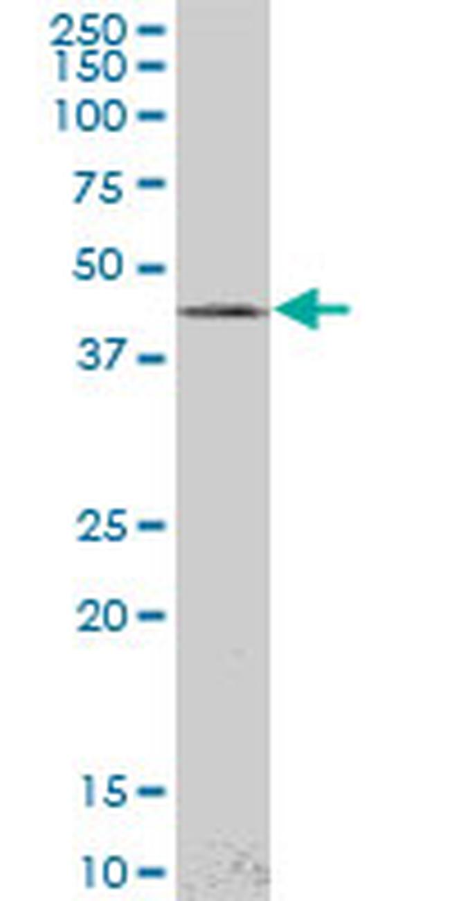 LHX4 Antibody in Western Blot (WB)