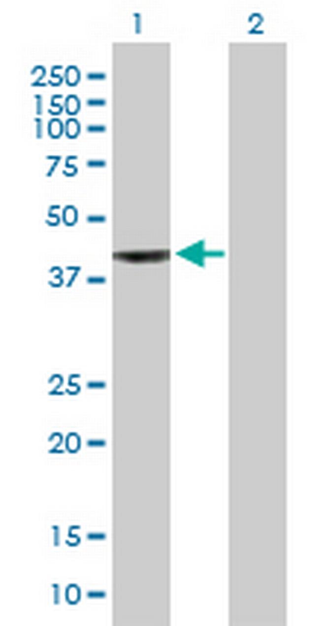 WDR34 Antibody in Western Blot (WB)